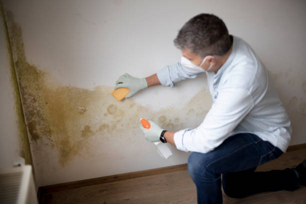 Best Crawl Space Mold Remediation  in Litchfield, MN